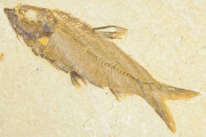 Detailed Fossil Fish (Knightia) - Wyoming #348064